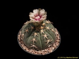 Gymnocalycium spegazzinii ssp. unguispinum SL44B 2354